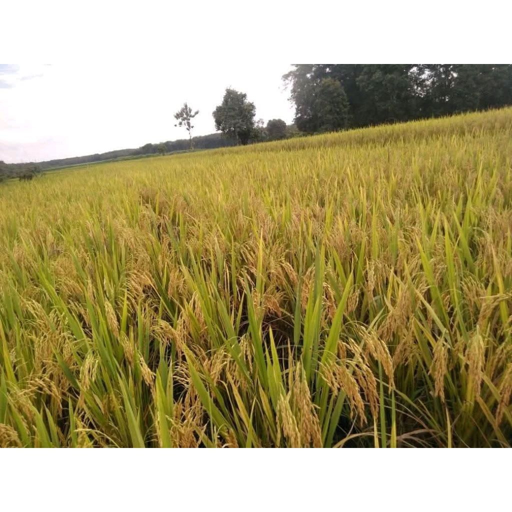 TERBARU Benih Padi Hibrida Fortuna Seed F1 Aromatik 1 Kg