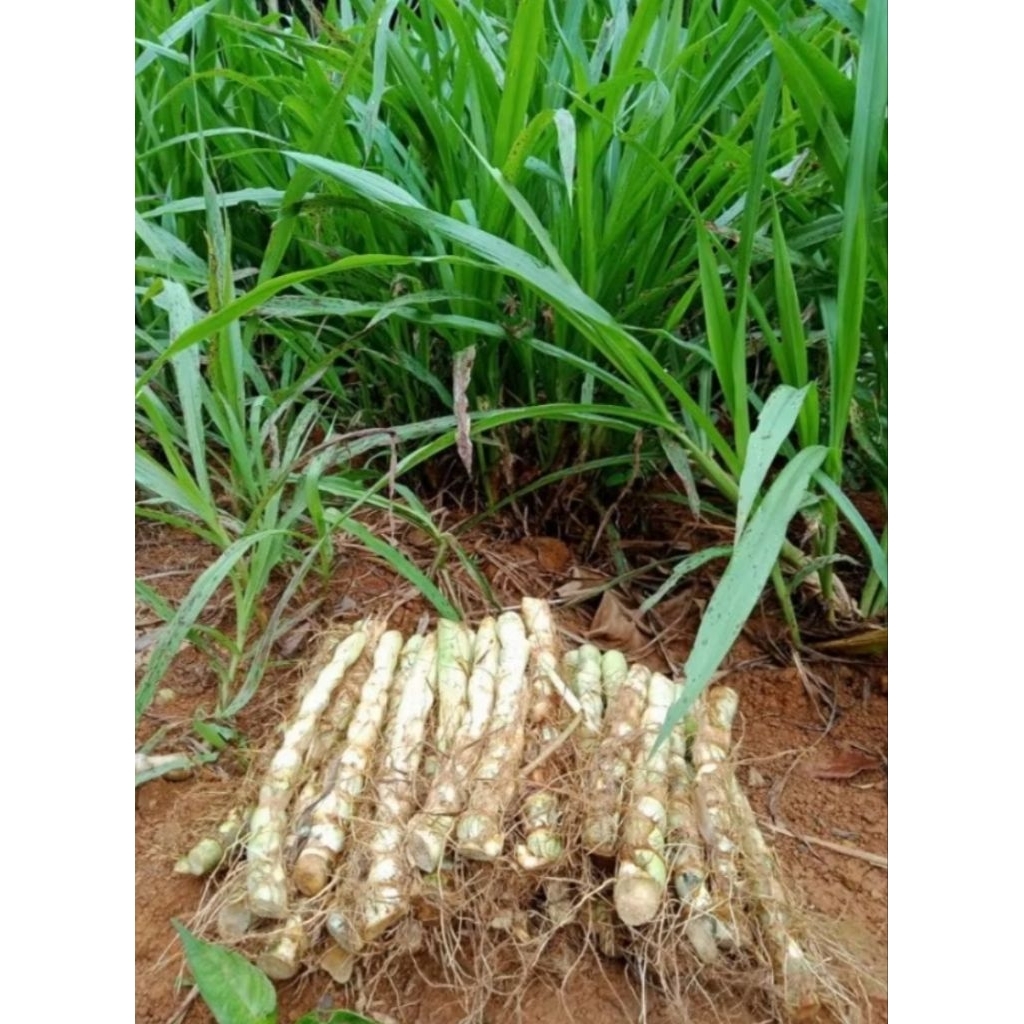 Bibit rumput odot 2kg bibit rumput pakan kambing