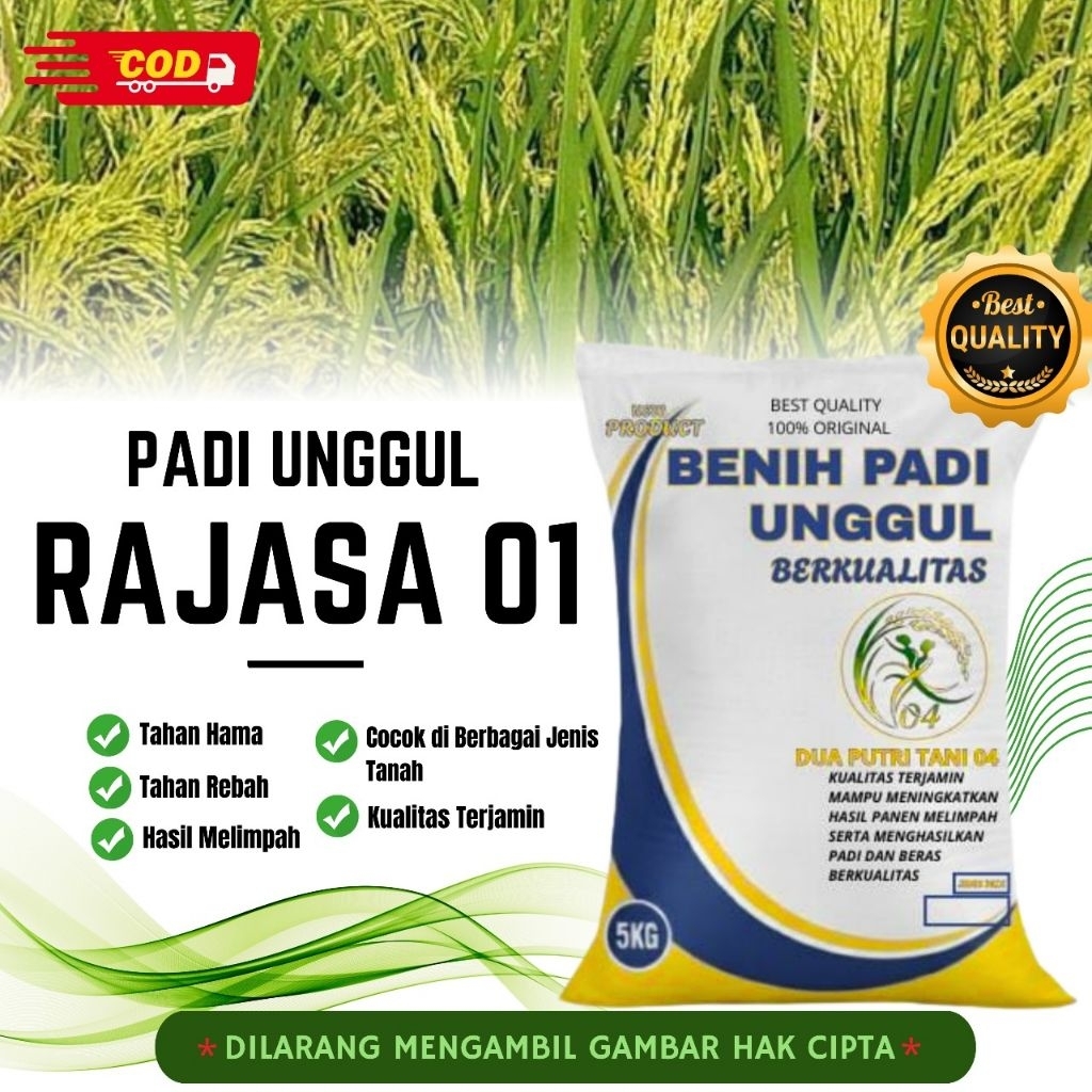 bibit PADI RAJASA 01 kemasan 5kg
