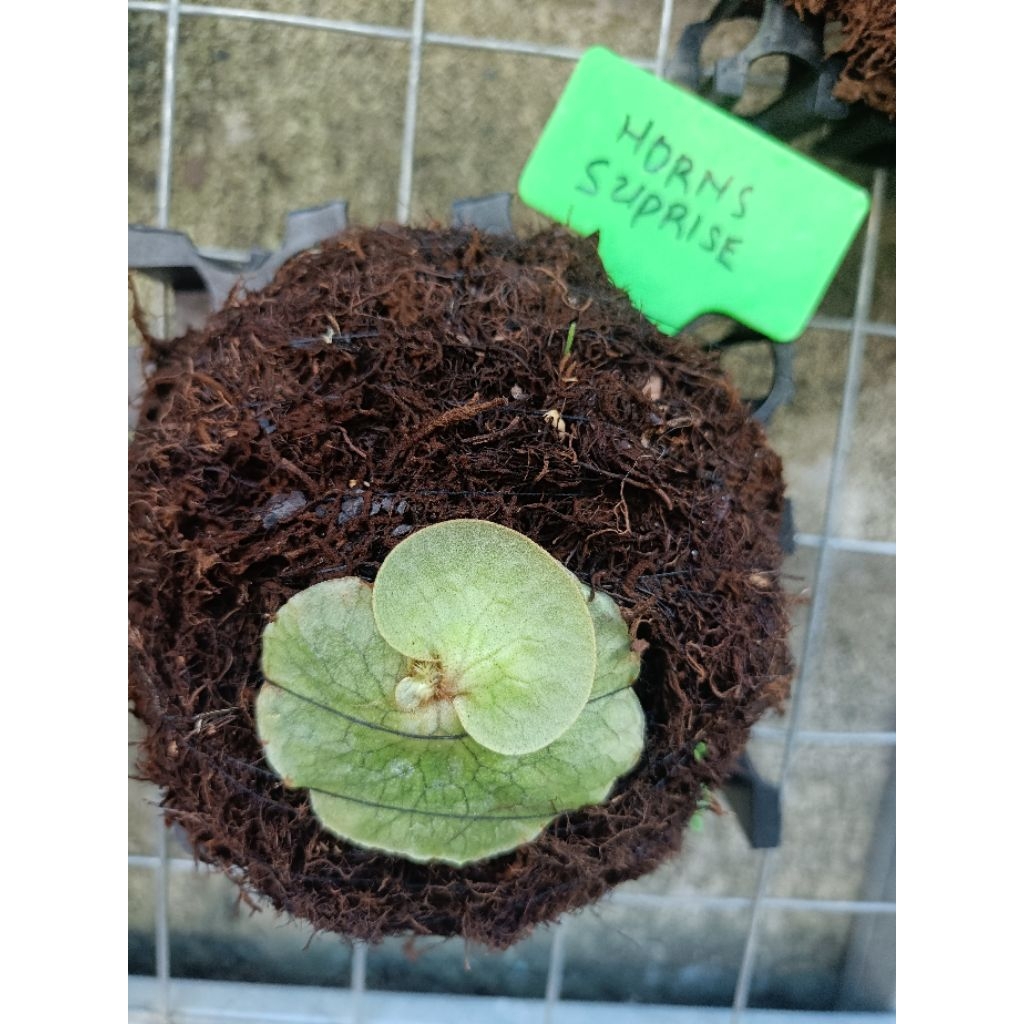 platycerium horns suprise madagascare x alcicorne