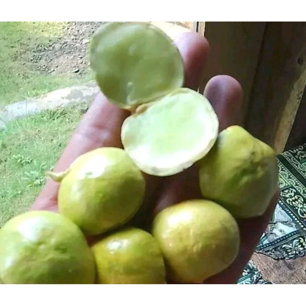 jengkol lalap muda kulit