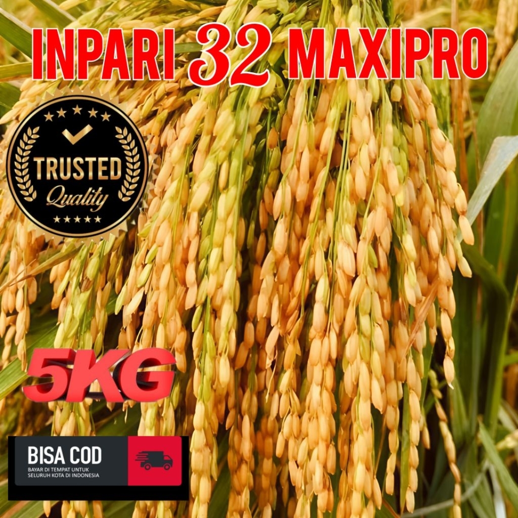 Benih padi inpari 32 Maxi pro berkualitas unggul kemasan 5 kg
