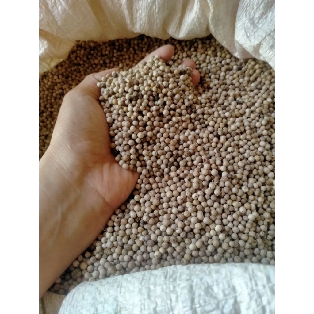 MERICA/ BIJI LADA PUTIH 1KG