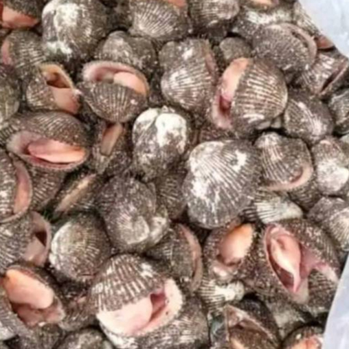 Kerang Bulu 1Kg Kerang Bulu Segar Seafood Kerang Segar Kerang Laut