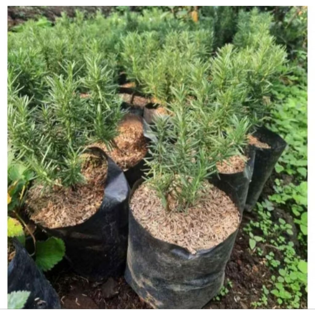 Tanaman herbal Rosemary / pohon hias Rosemary segar