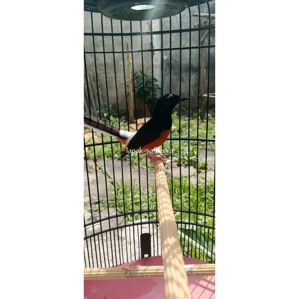 murai batu medan gacor fulset