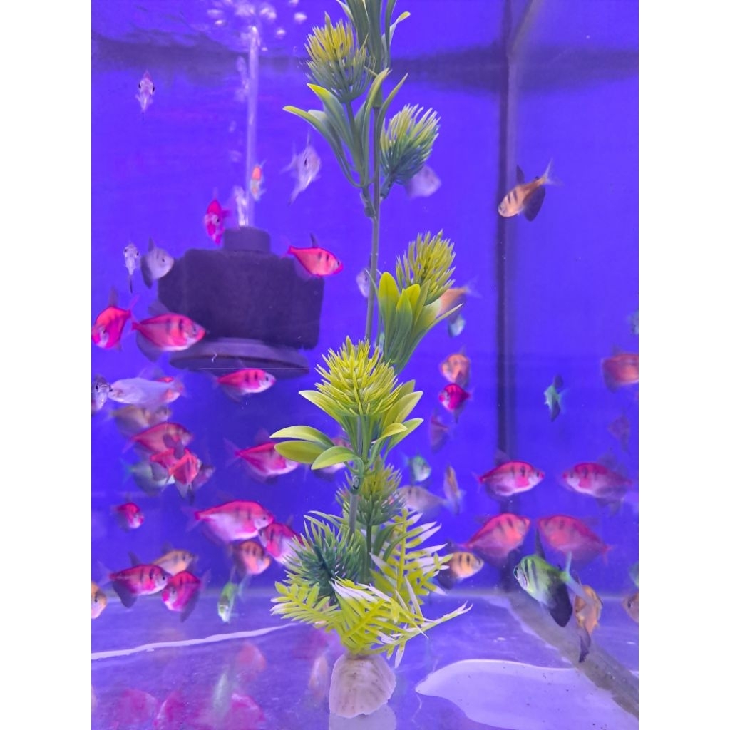 Hiasan Akuarium Glofish Tiger Ikan Warna Warni