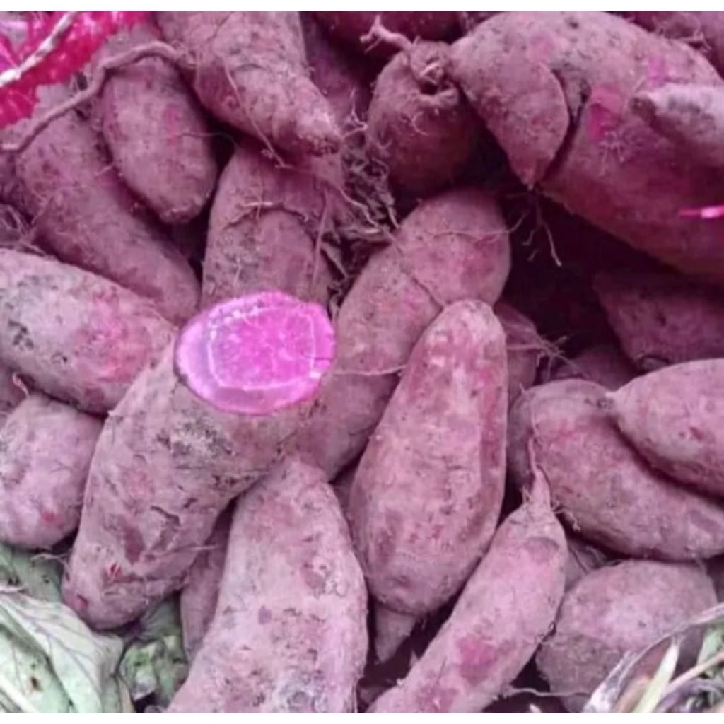 UBI UNGU SUPER/PREMIUM 1KG / UBI UNGU SUPER 1KG