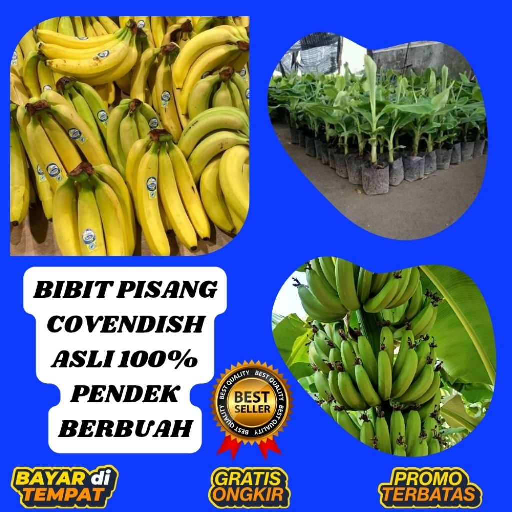 ASLI  Pohon Pisang Cavendish Mini  Pohon Pisang Cavendish Pendek