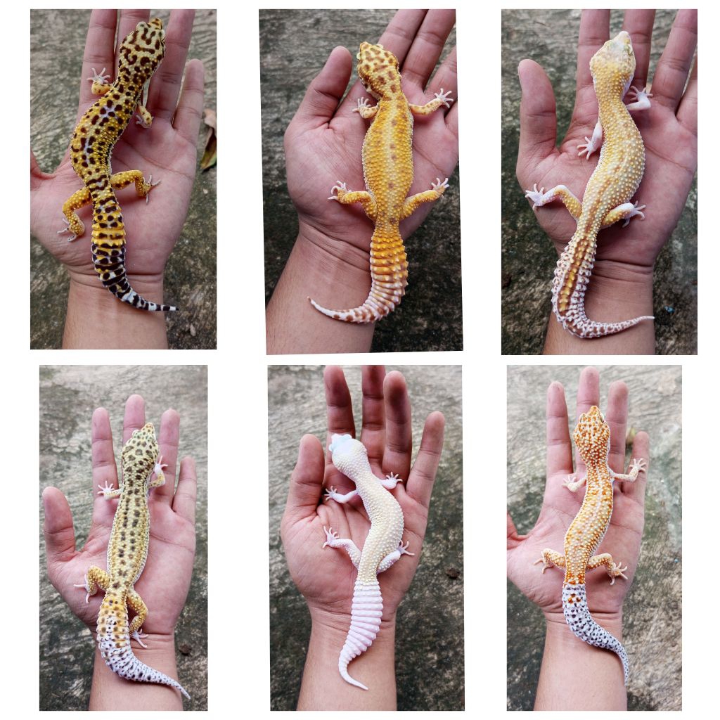GECKO LEOPARD GRATIS KALSIUM