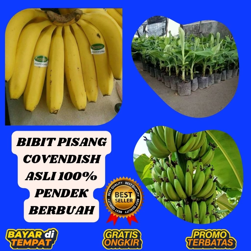 100% ASLI  Benih Pisang Cavendish  Benih Pisang Cavendish Asli