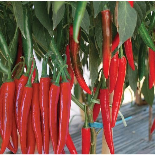 GARANSI - Bibit Cabai Merah Besar