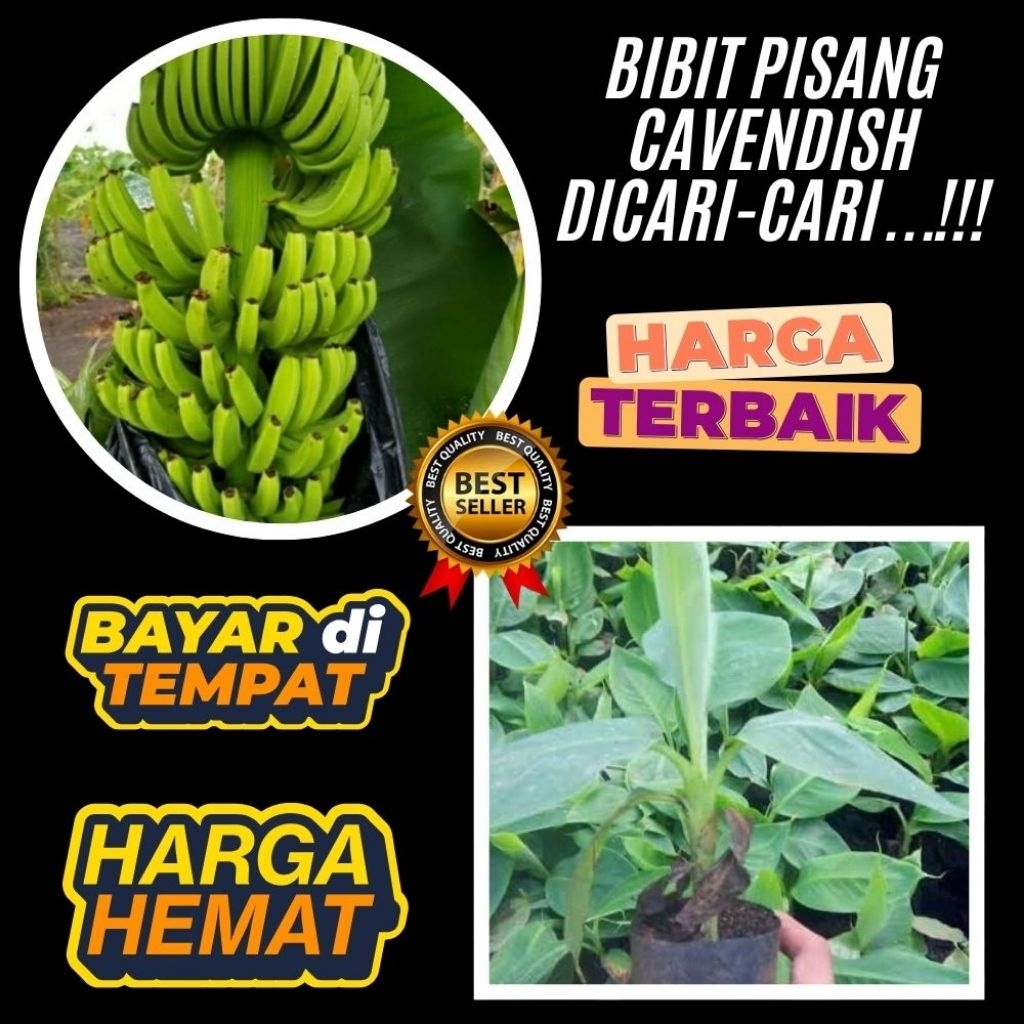 PROMO  Benih Pisang Cavendish Kuning  Benih Pisang Cavendish Mini Benih Pisang Cavendish Pendek