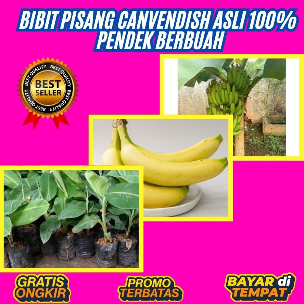 TERJAMIN AMAN !! Bibit Pisang Cavendish Pendek    Bibit Pisang Cavendish Sunpride   Bibit Pisang Cav