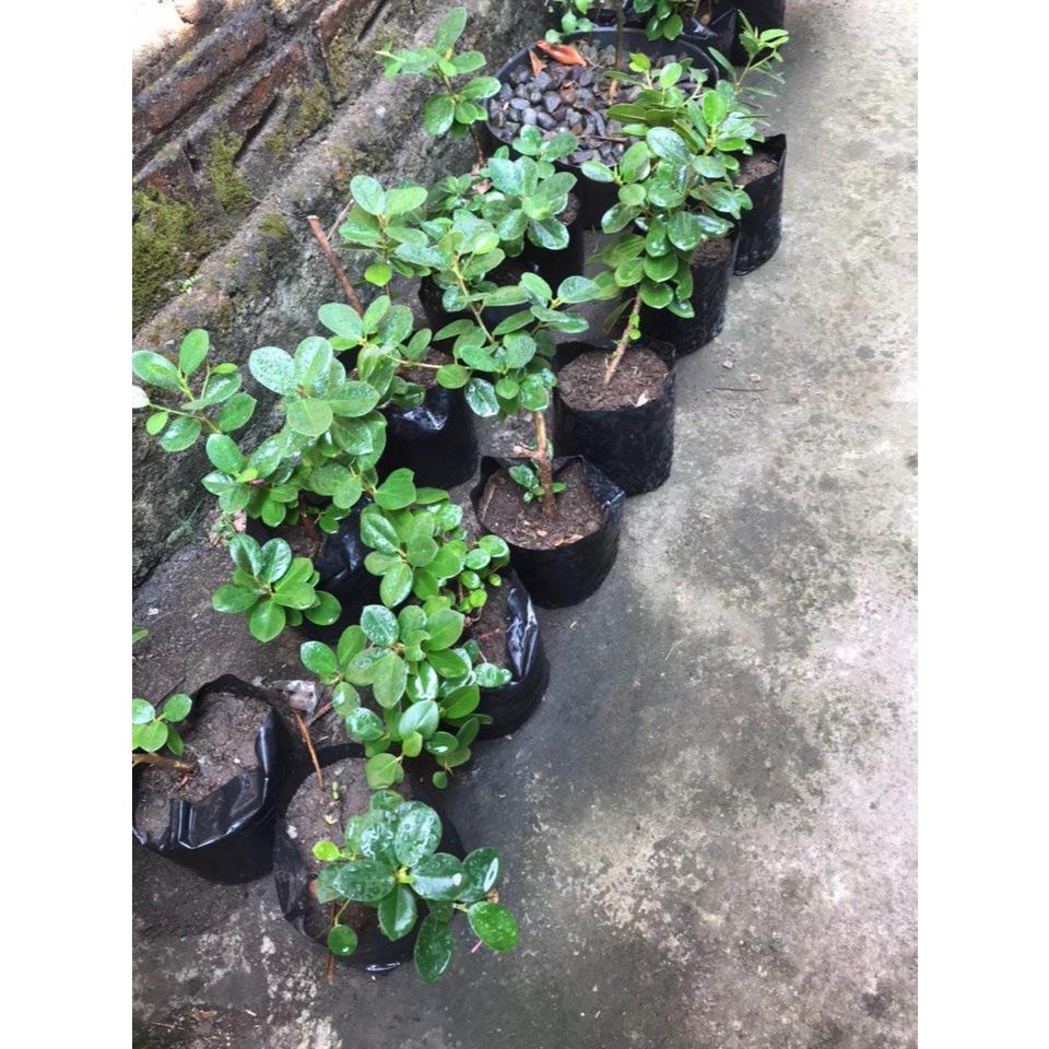 Bibit Tanaman Beringin Dolar Mikro - Murah - Cangkok