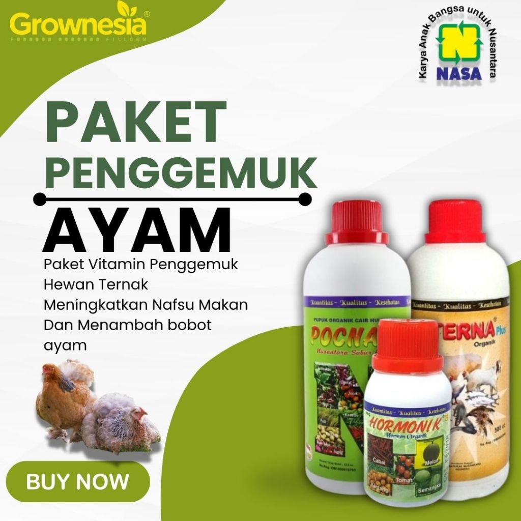 Obat nutrisi pakan ayam kampung ayam Bangkok supaya cepat besar Vitamin ayam supaya cepat besar