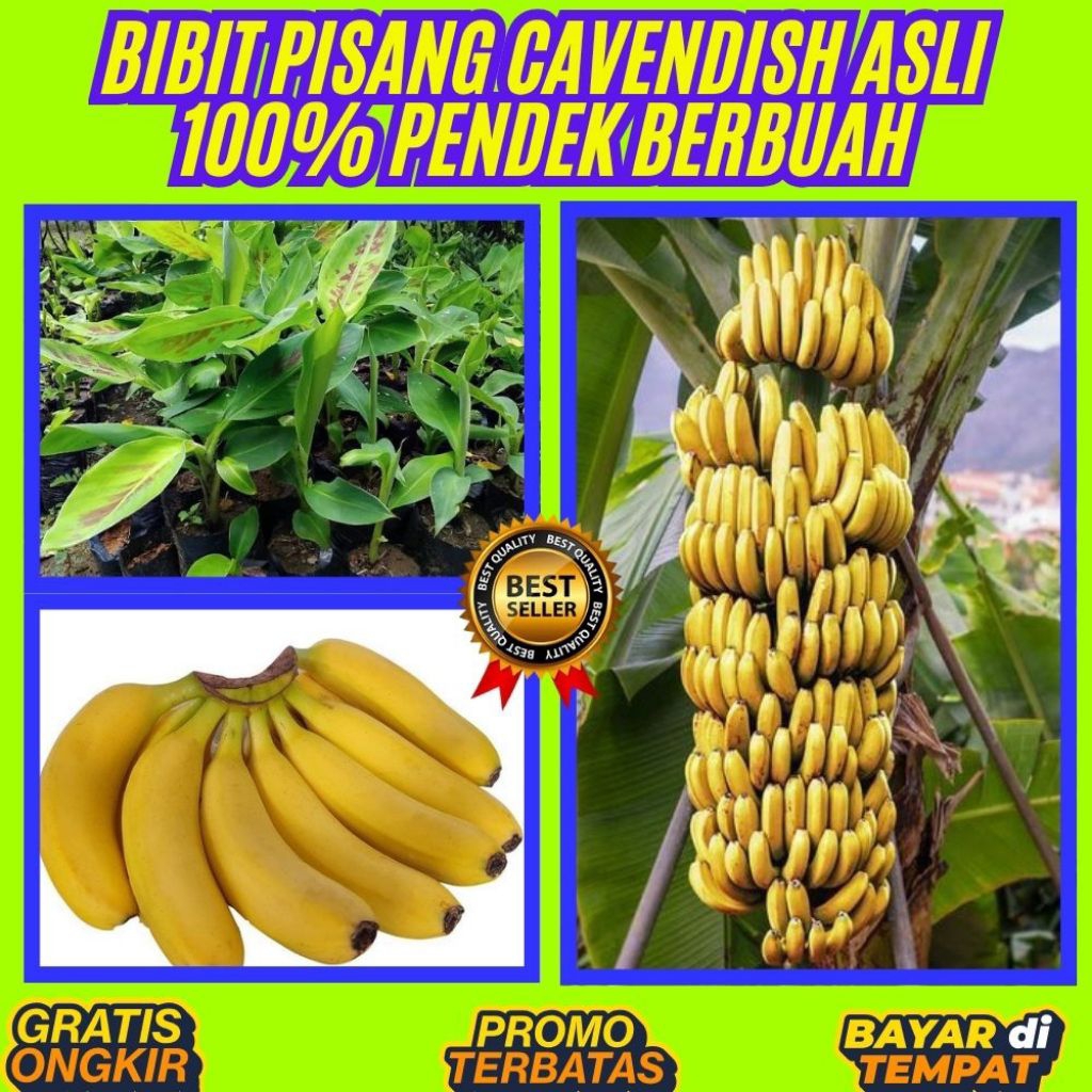 GRATIS ONGKIR  Bibit Pisang Cavendish Shopee Bibit Pisang Cavendish Super  Bibit Pisang Cavendish Te