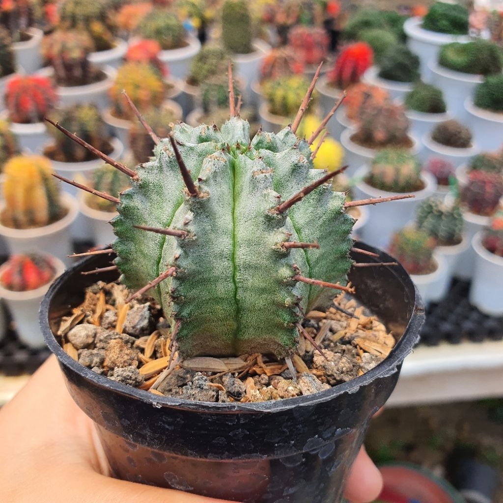 Euphorbia horrida hybrid
