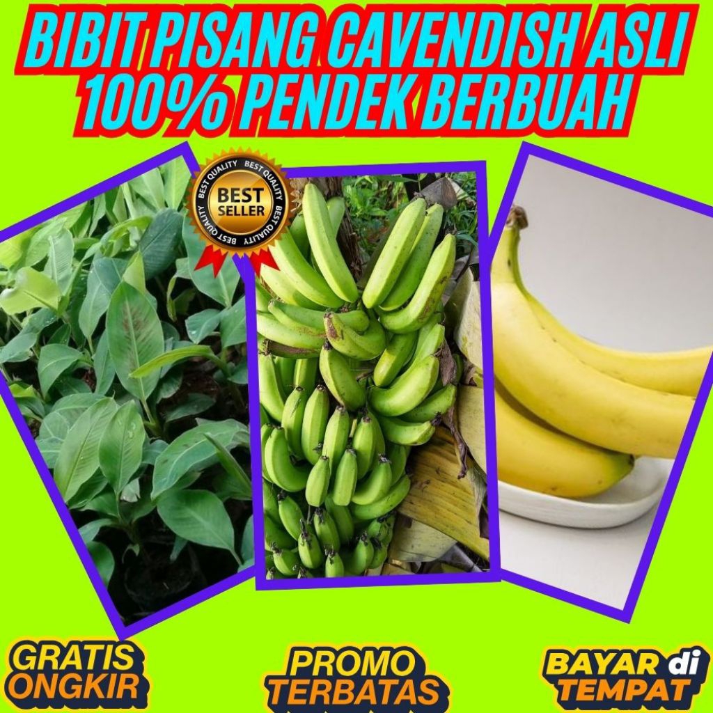 BIBIT SUPER  Benih Pisang Cavendish Di Dalam Pot  Benih Pisang Cavendish Kuning  Benih Pisang Cavend