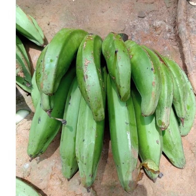 Pisang nangka 1kg mentah pisang raja nangka segar