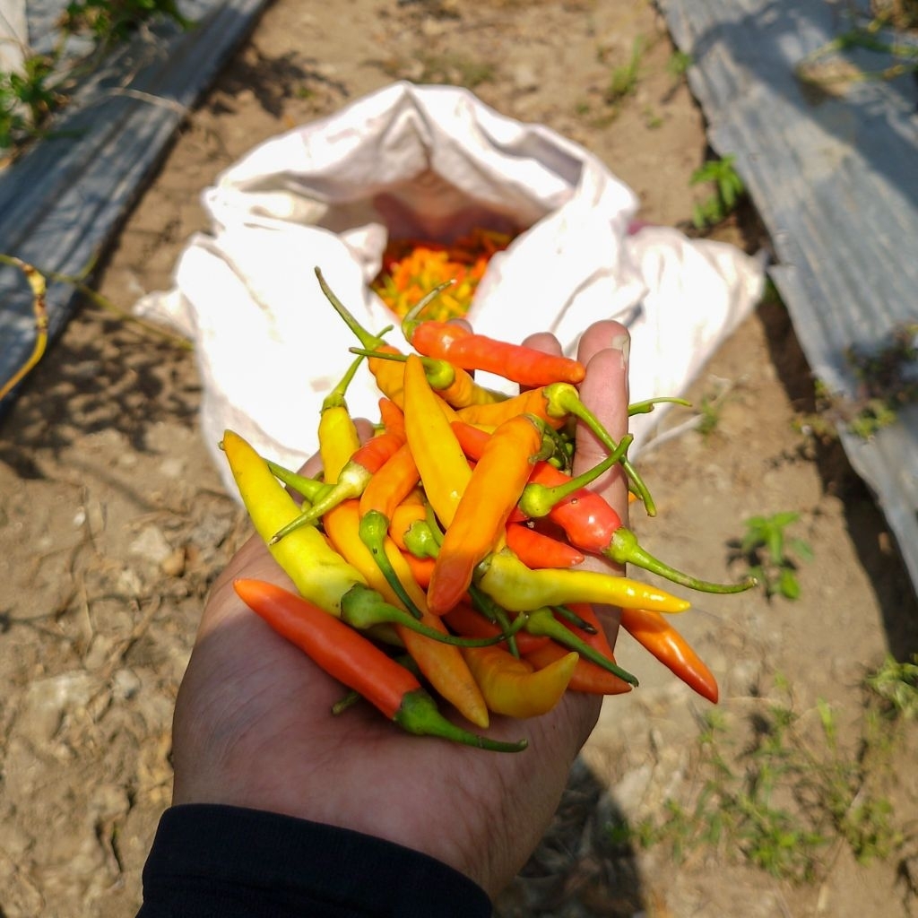 Cabe Rawit Merah Cabai Rawit 1 KG