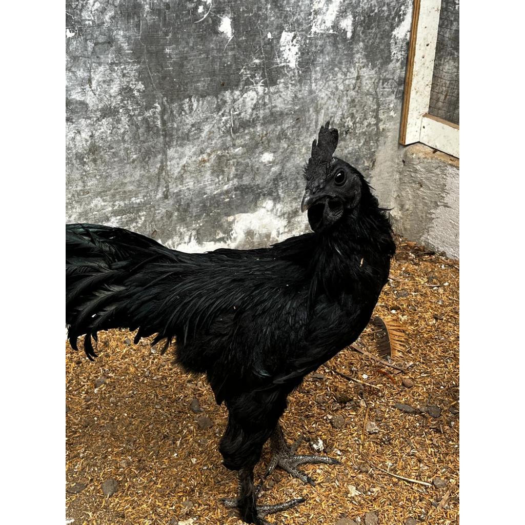 Ayam cemani Super / Ayam cemani jantan / Ayam kapas