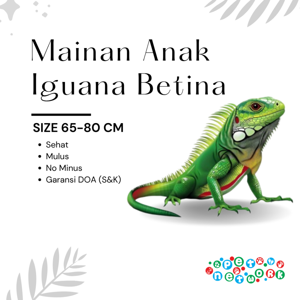 Mainan Anak Iguana Betina Random 65-80 CM Premium Quality