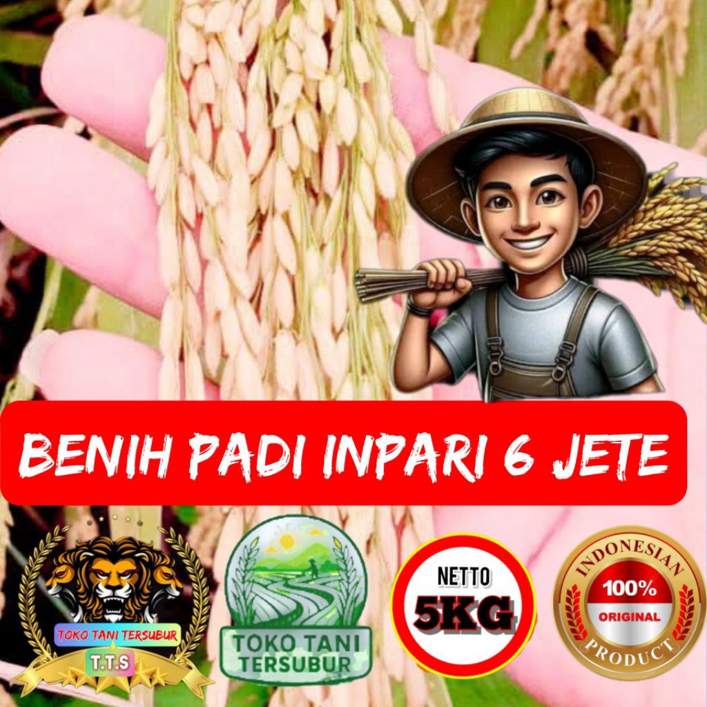 (5kg)Terbaru Benih padi inpari 6 jete kualitas super