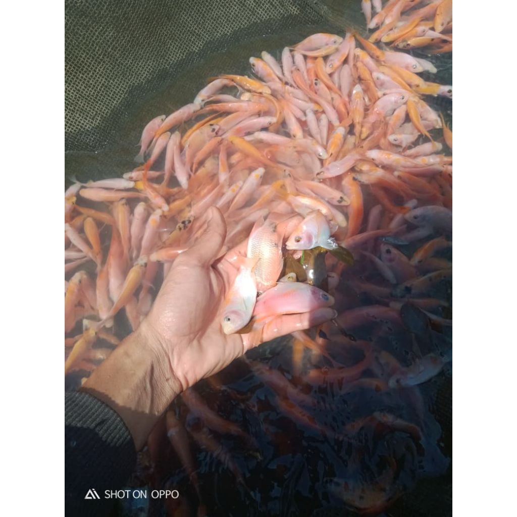 Benih ikan nila merah jenis bangkok per 1/2 kg (setengah kilo gram) ukuran 2jarian