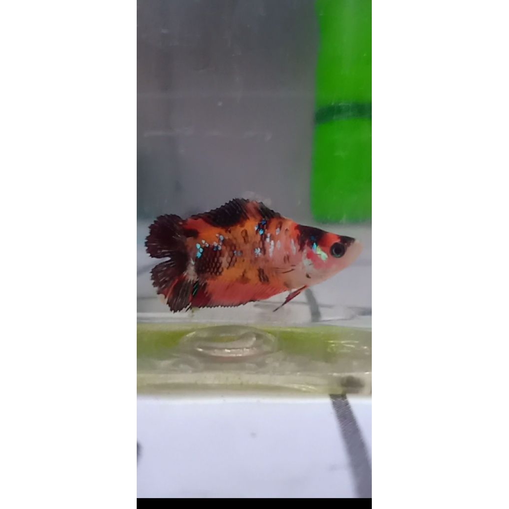 cupang betina HMDT Multicolor mantap