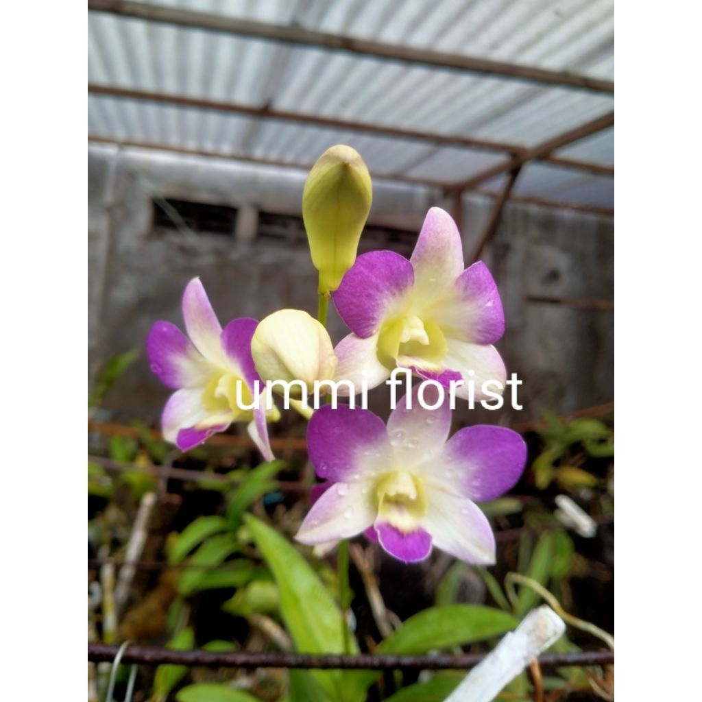 anggrek arindang blue