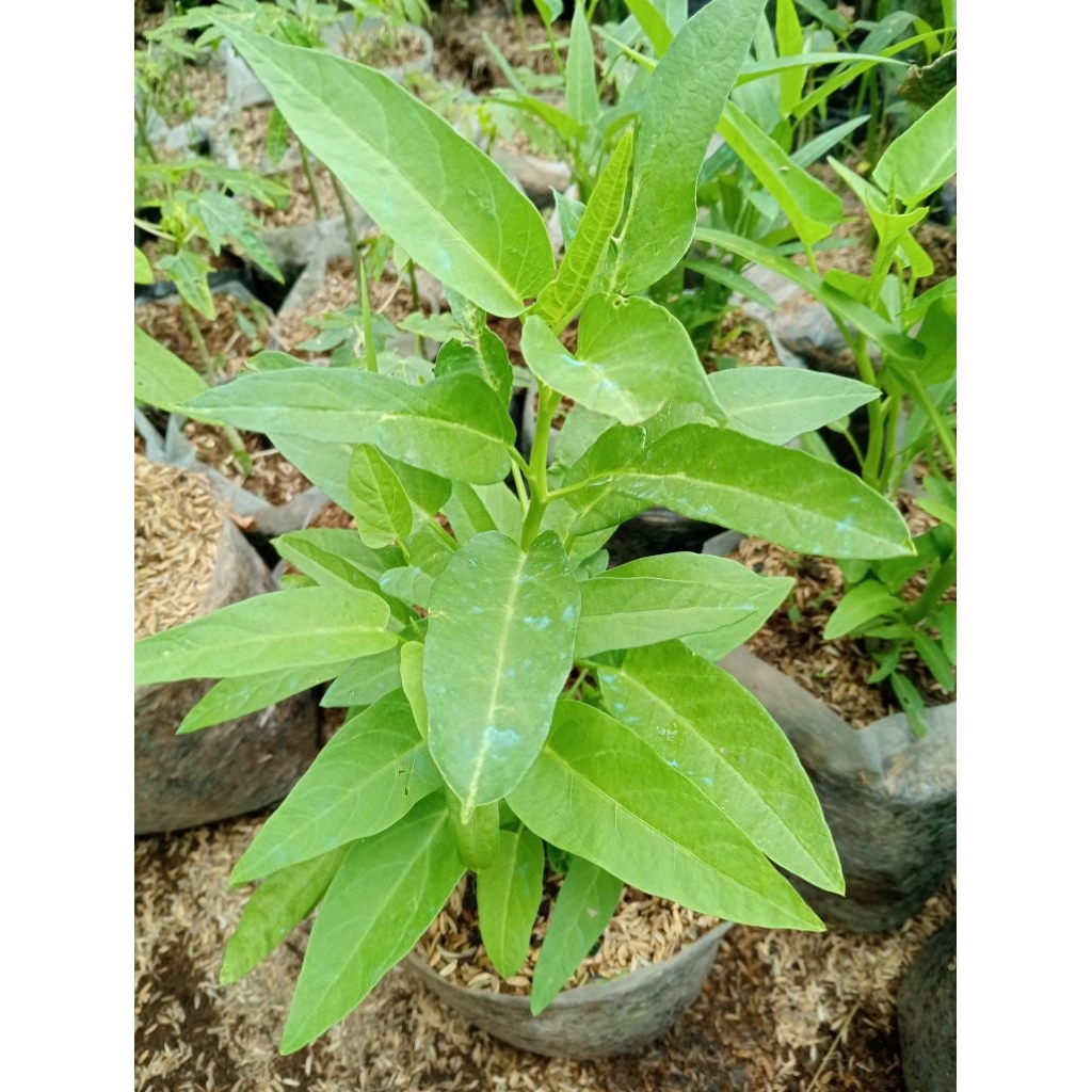 Bibit tanaman kangkung sayuran