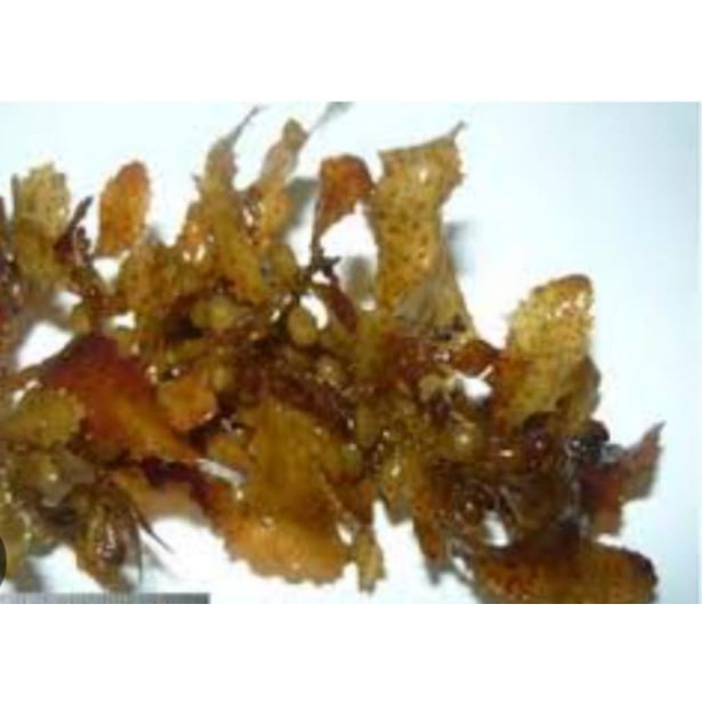 Rumput Laut Jenis Sargasum(Basah)