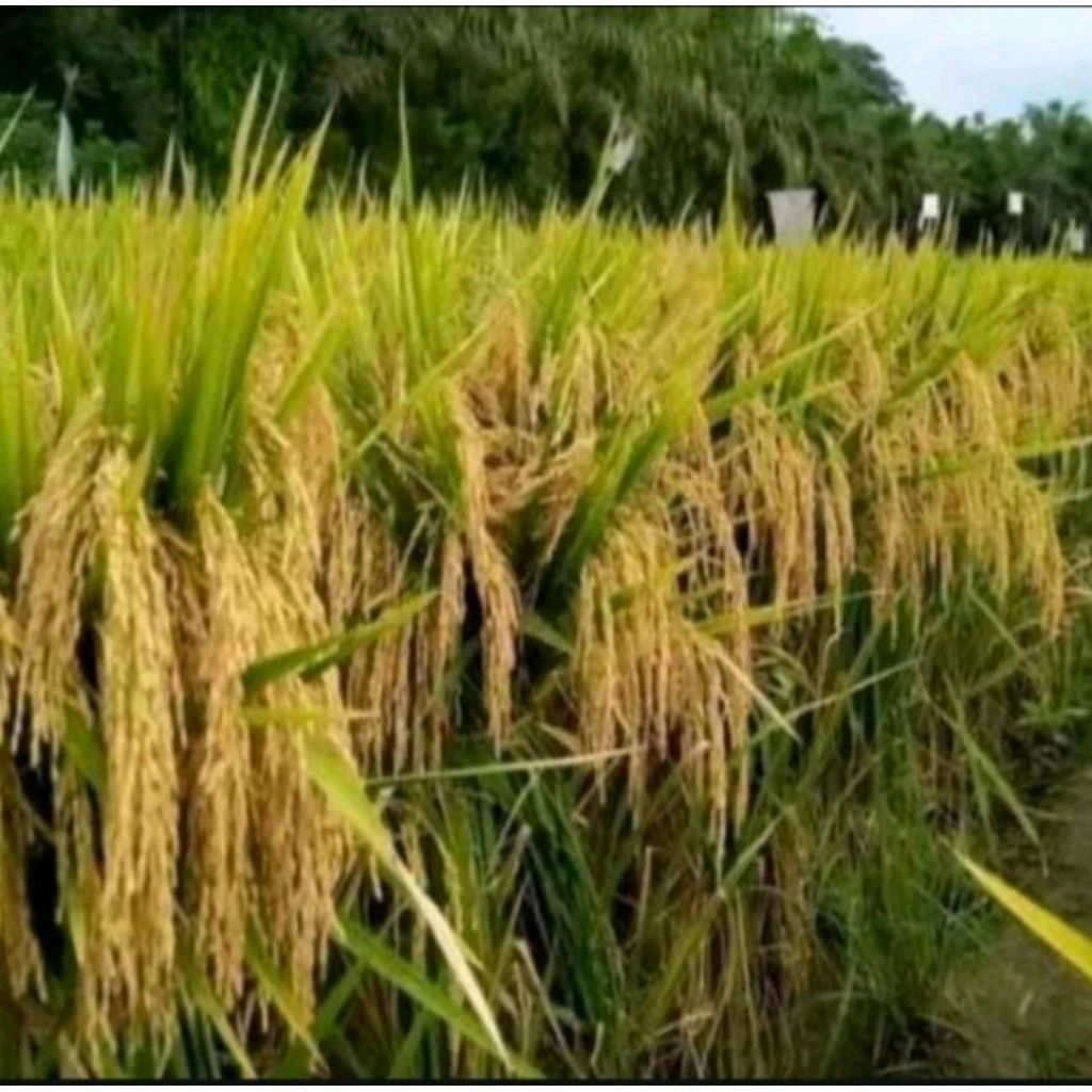 BENIH PADI HIBRIDA BS-88 GOLD STERLING 5KG  Benih padi hibrida B88 gold Ori