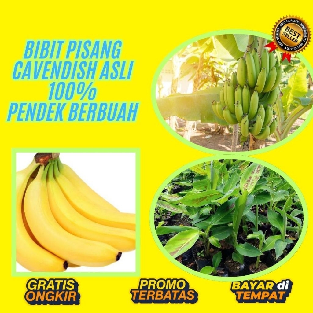 TERBUKTI ASLI  Bibit Pisang Cavendish G9  Bibit Pisang Cavendish Harga Bibit Pisang Cavendish Kultur