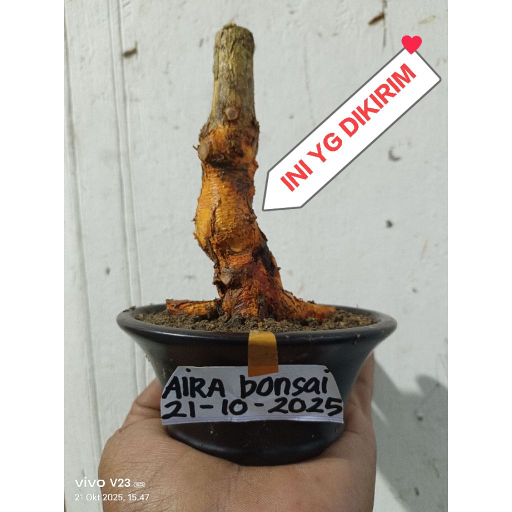 bahan bonsai sisir dongkelan
