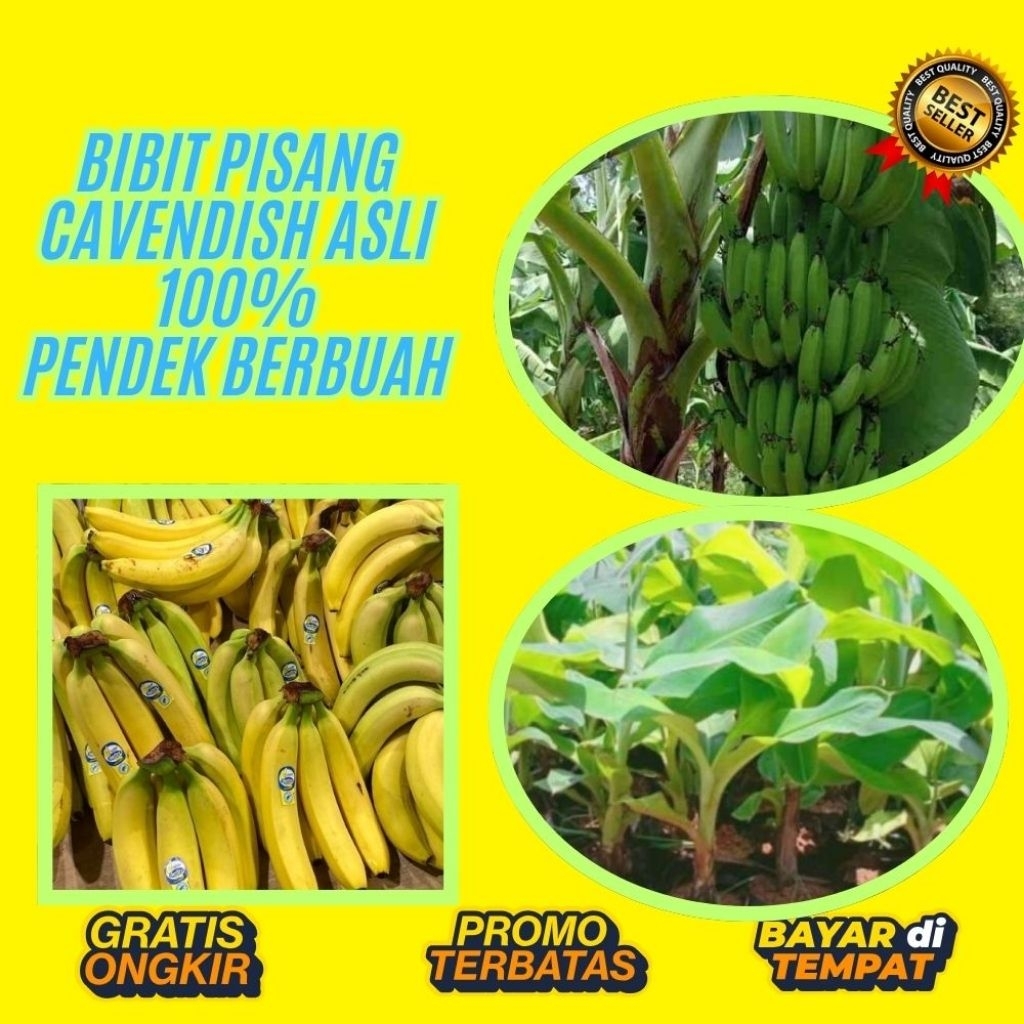 100% ASLI  Bibit Pisang Cavendish Sunpride Bibit Pisang Cavendish Shopee  Bibit Pisang Cavendish Sup