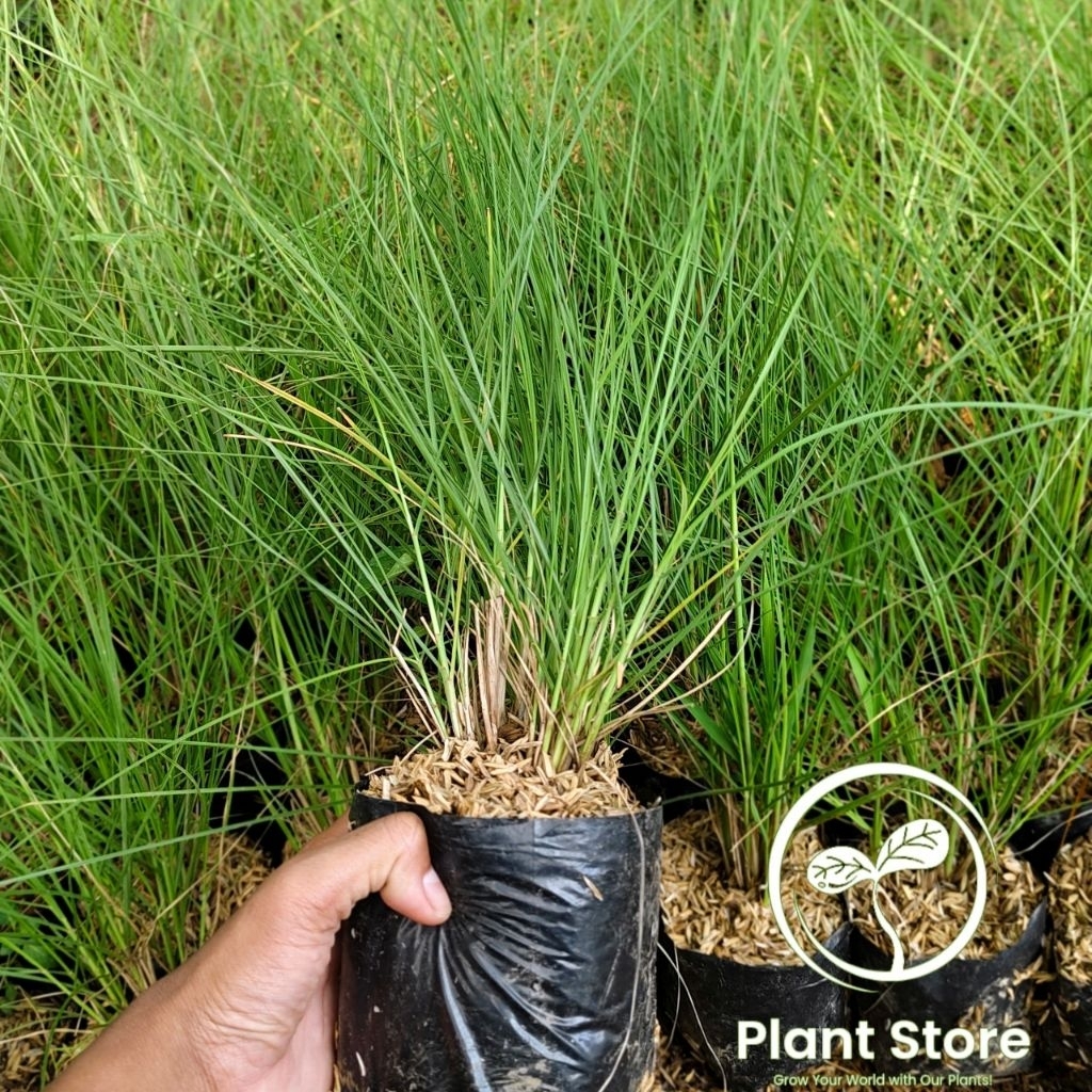 Tanaman hias Ilalang / Ekor kuda / Tanaman ekor kuda