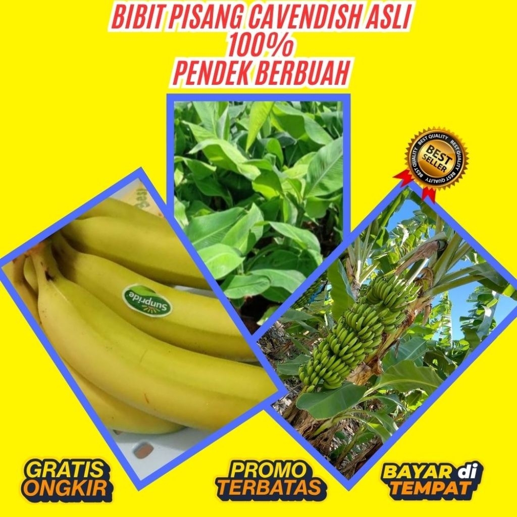BIBIT SUPER  Tanaman Pisang Cavendish Pendek  Tanaman Pisang Cavendish Super Tanaman Pisang Cavendis