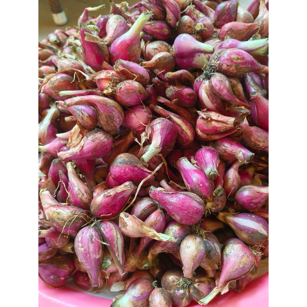 bawang merah brebes 1 kg