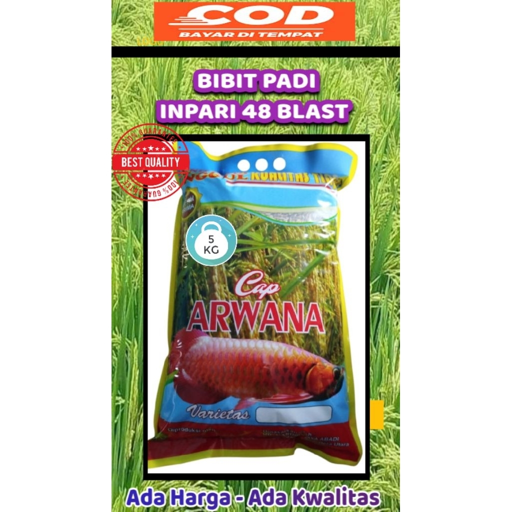 BIBIT PADI UNGGUL VARIETAS INPARI 48 BLAST 100% ORIGINAL/KEMASAN 5KG