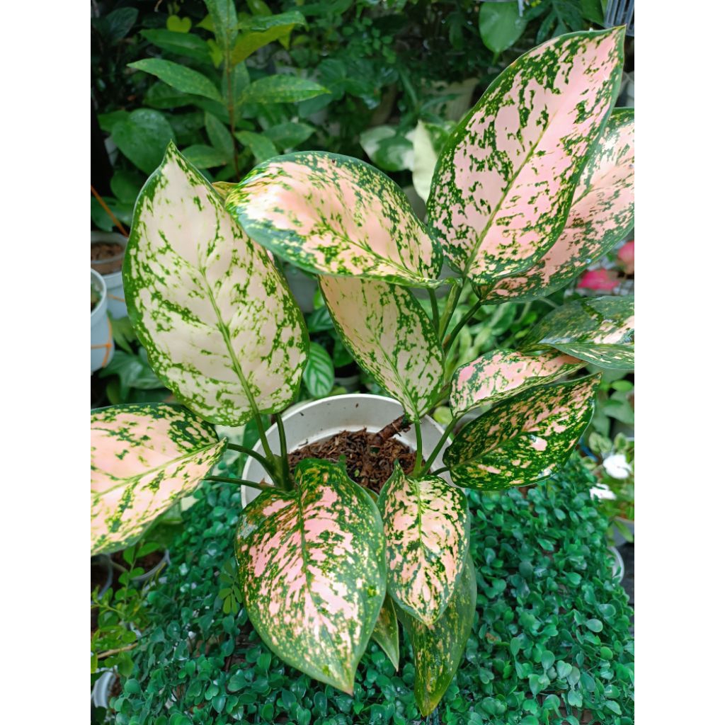 aglonema lady valentine / aglonema pink valentine