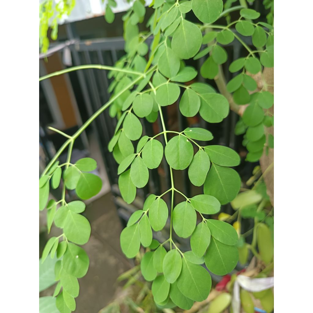 Daun Kelor - Daun Kelor Segar
