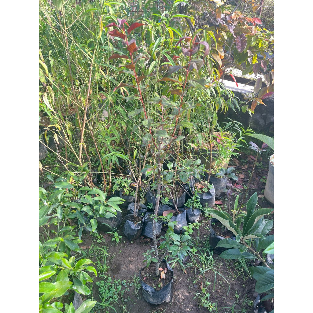 bibit buah plum ungu