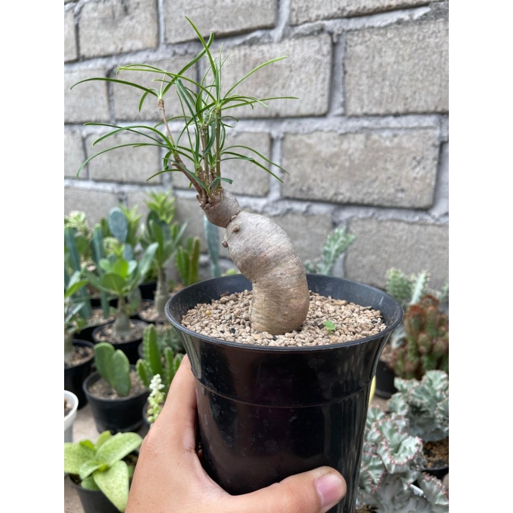 euphorbia hedyotoides (caudex)