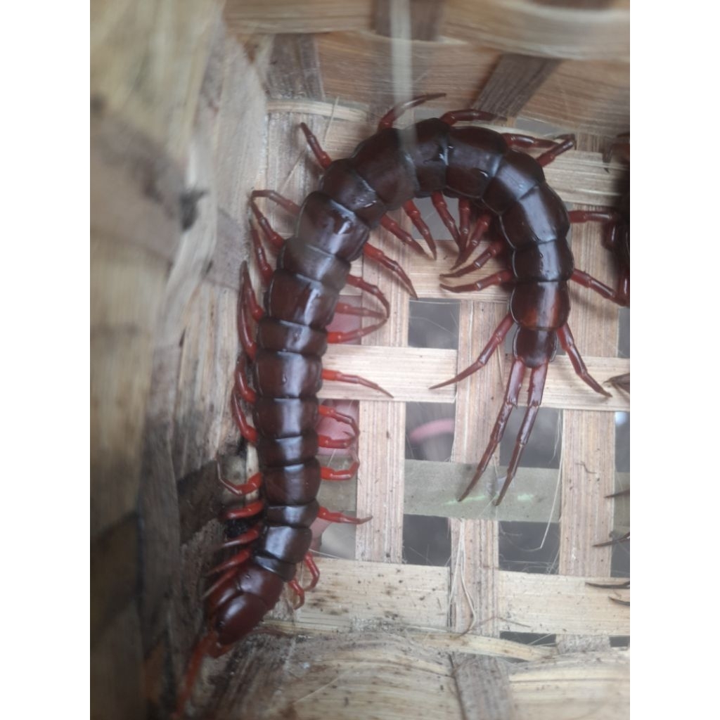 kelabang hidup ukuran besar 12-15cm