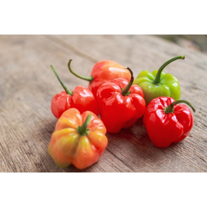 PREMIUM - Bibit Cabai Katokkon