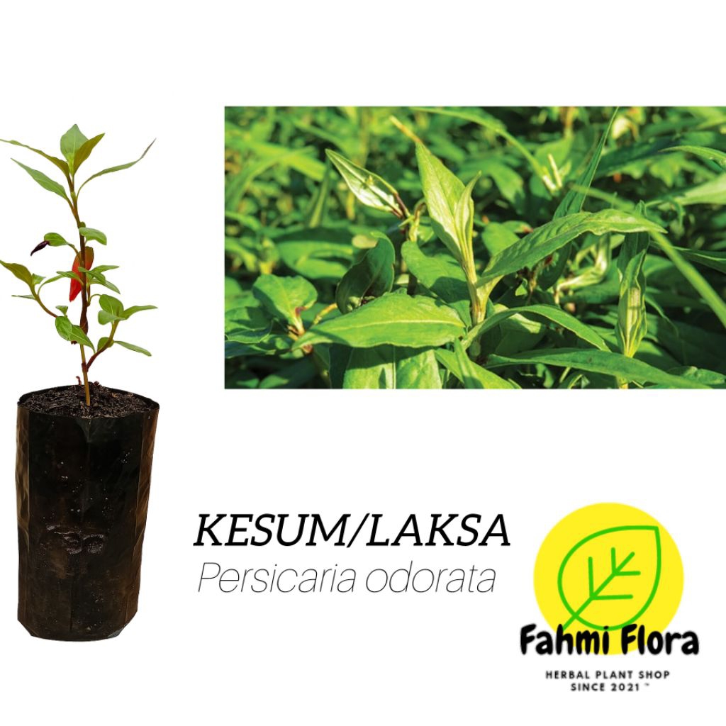 tanaman LAKSA/KESUM (Persicaria odorata)