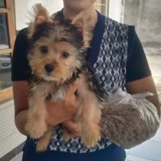 anak anjing yorkie terrier sudah vaksin