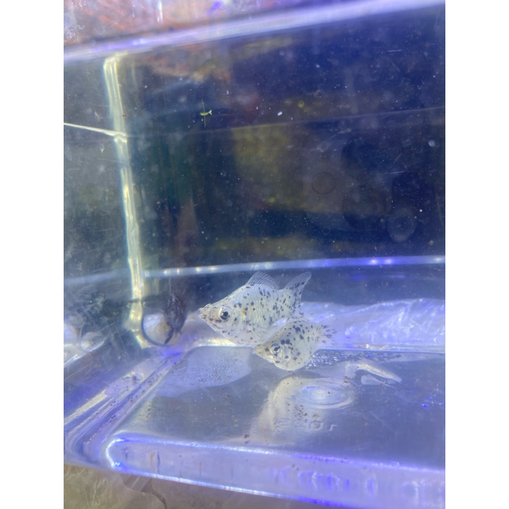 molly balon marble induk super